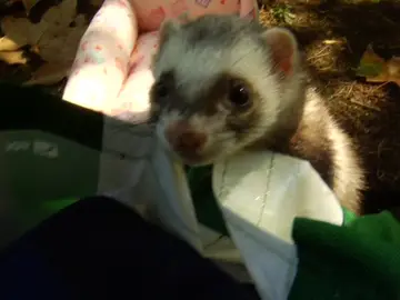 Un picnic con hurones Un picnic con hurones