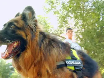 Perros que ayudan a otros perros agresivos Perros que ayudan a otros perros agresivos