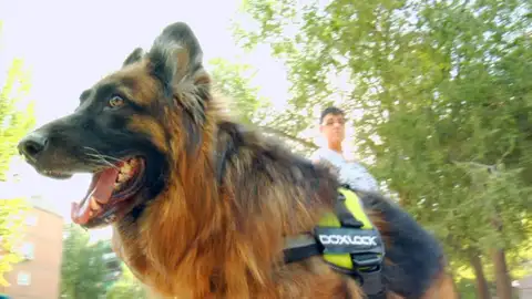 Perros que ayudan a otros perros agresivos Perros que ayudan a otros perros agresivos