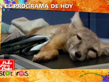 Avance mascoteros Avance mascoteros