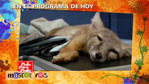 Avance mascoteros Avance mascoteros