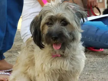 los perros también tienen miedo los perros también tienen miedo