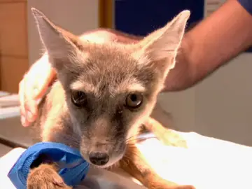 Operamos la patita de un zorro plateado Operamos la patita de un zorro plateado
