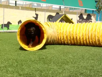 Un centro de adiestramiento canino para los perros más espectaculares Un centro de adiestramiento canino para los perros más espectaculares