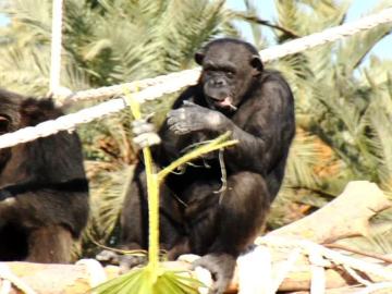 Visitamos a una familia de chimpancés en un safari en pleno Elche