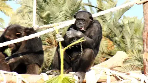 Visitamos a una familia de chimpancés en un safari en pleno Elche Visitamos a una familia de chimpancés en un safari en pleno Elche