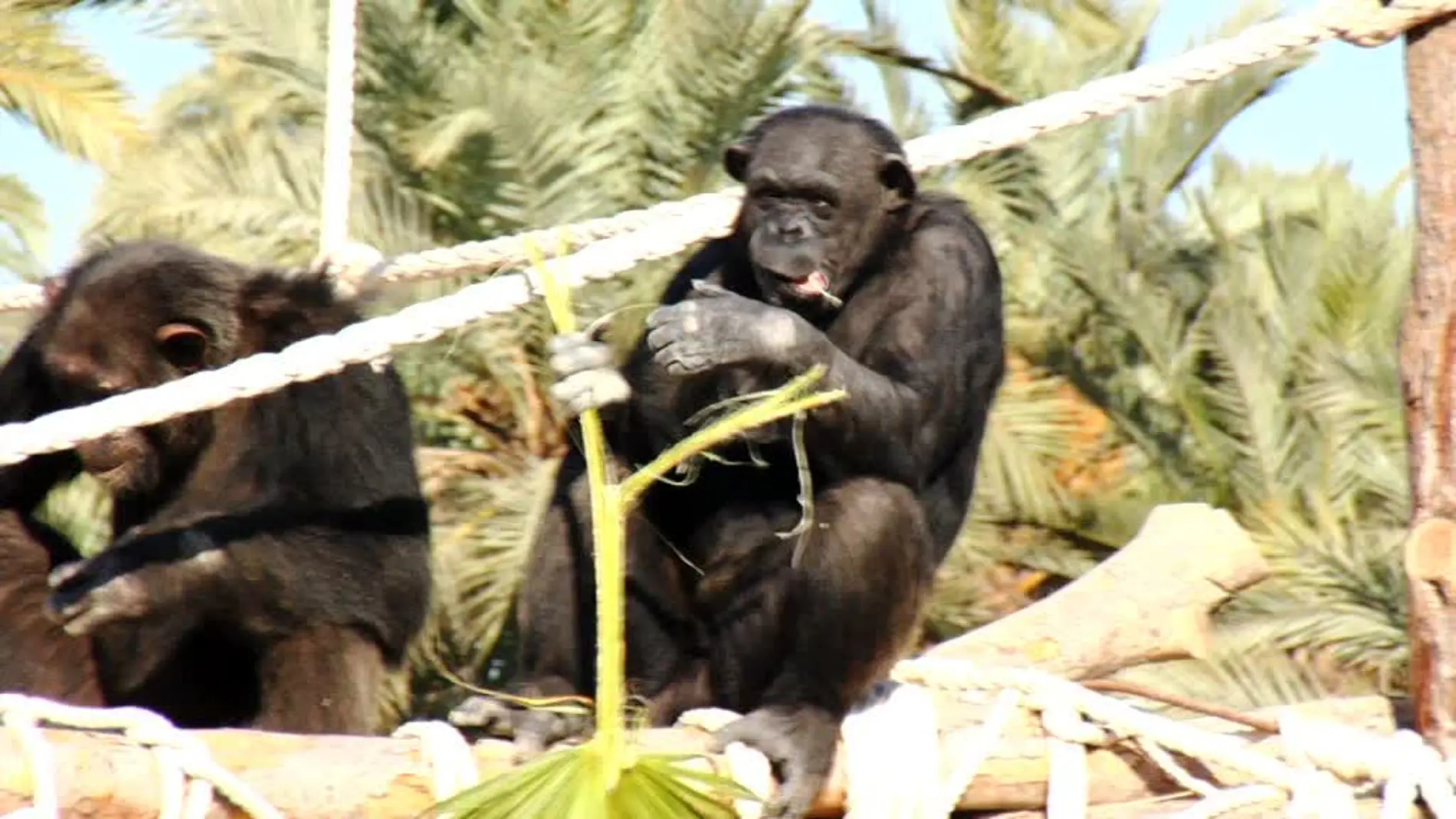 Visitamos a una familia de chimpancés en un safari en pleno Elche