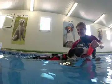 La hidroterapia como forma de rehabilitación canina La hidroterapia como forma de rehabilitación canina