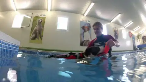 La hidroterapia como forma de rehabilitación canina La hidroterapia como forma de rehabilitación canina