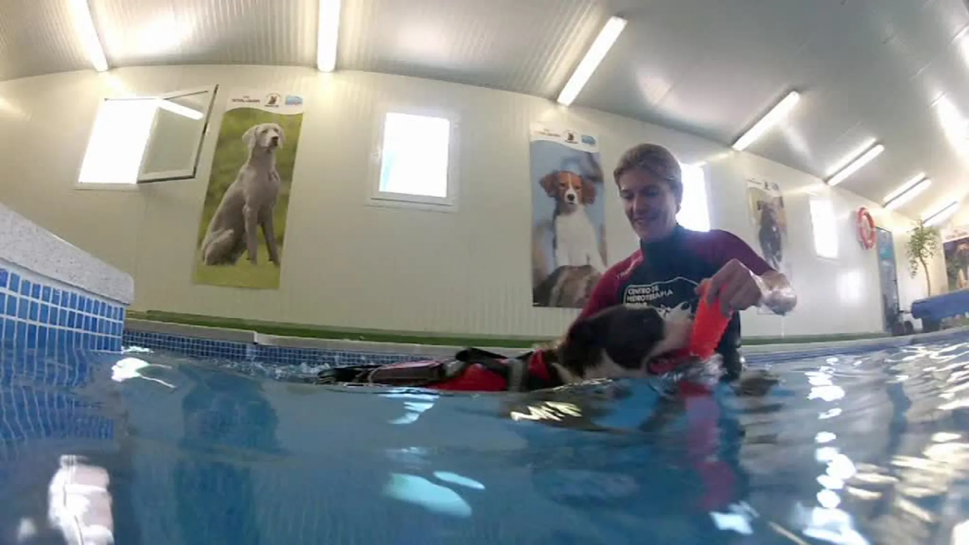 La hidroterapia como forma de rehabilitación canina