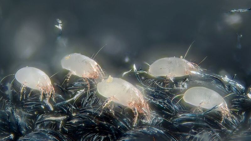 La alergia a los ácaros del polvo 