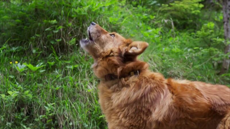 Un perro policía para encontrar a una mujer desaparecida