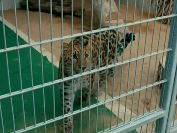 Una mudanza y un parto Una mudanza y un parto