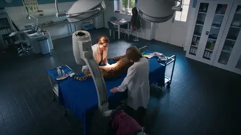 La doctora Susanne fija una dislocación del pequeño felino del zoo La doctora Susanne fija una dislocación del pequeño felino del zoo