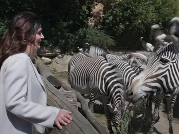 Henry se recupera poco a poco de su trastorno alimenticio y Susanne conoce a la nueva veterinaria del zoo Henry se recupera poco a poco de su trastorno alimenticio y Susanne conoce a la nueva veterinaria del zoo