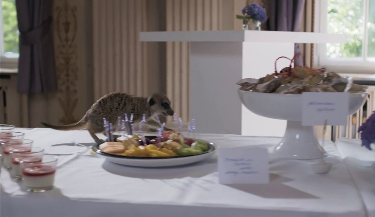 Un suricato aparece en el banquete y arrasa con toda la comida 
