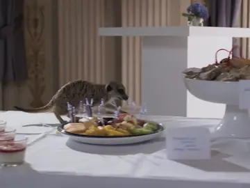 Un suricato aparece en el banquete y arrasa con toda la comida  Un suricato aparece en el banquete y arrasa con toda la comida