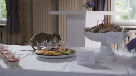 Un suricato aparece en el banquete y arrasa con toda la comida Un suricato aparece en el banquete y arrasa con toda la comida