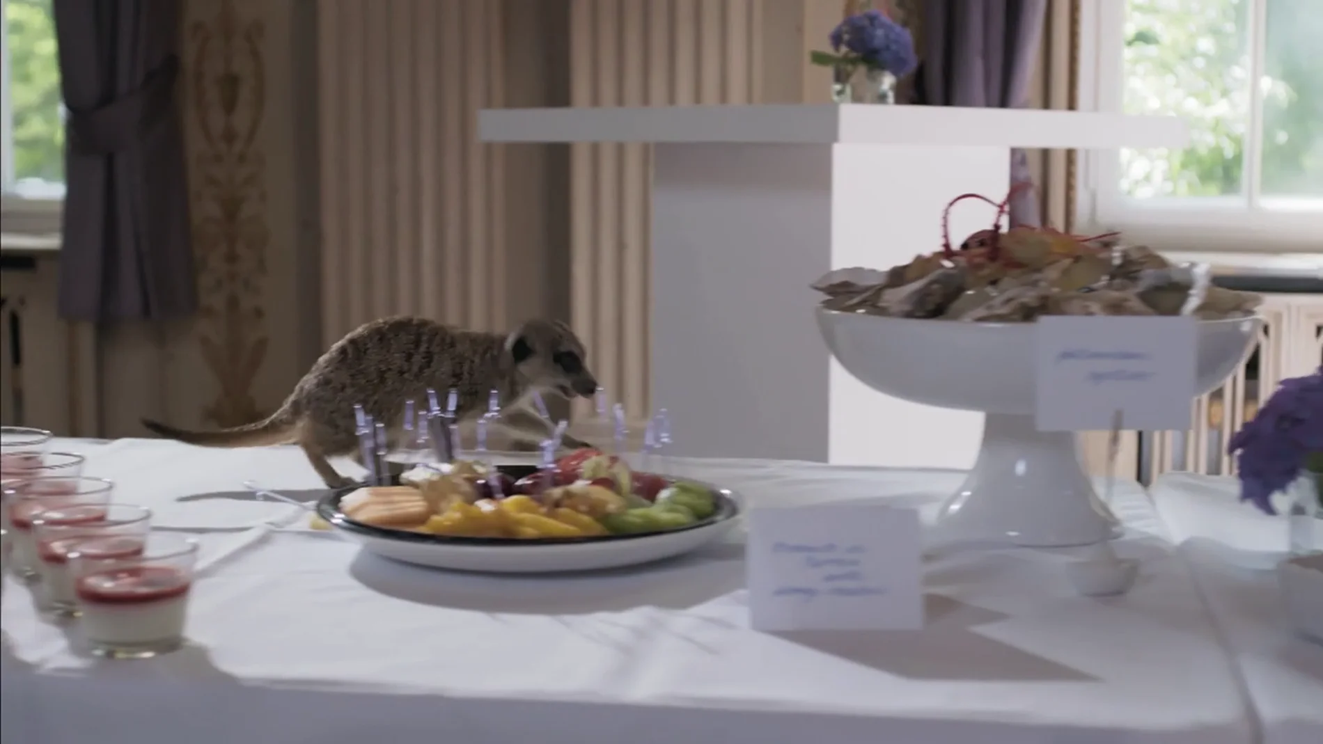 Un suricato aparece en el banquete y arrasa con toda la comida 